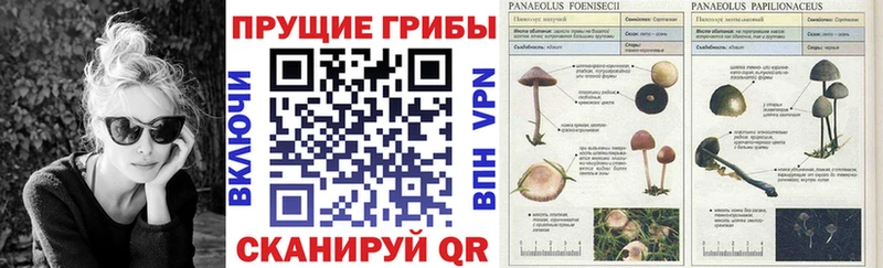 Галлюциногенные грибы Magic Shrooms Ивдель